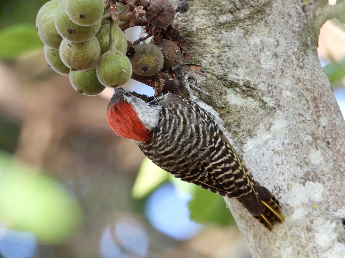 Cardinal Woodpecker - ML644690789