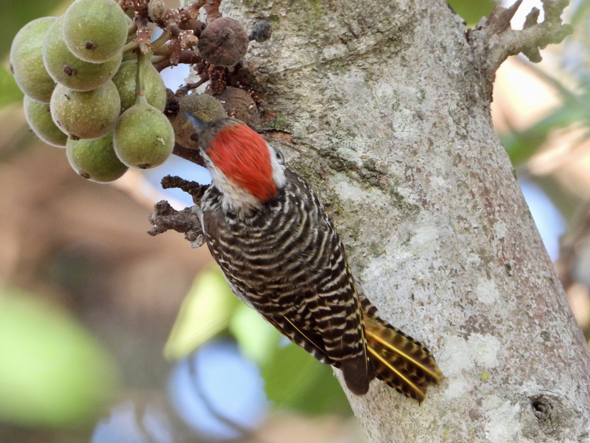 Cardinal Woodpecker - ML644690790
