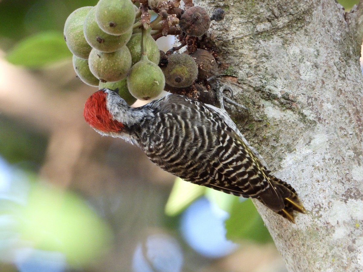 Cardinal Woodpecker - ML644690791