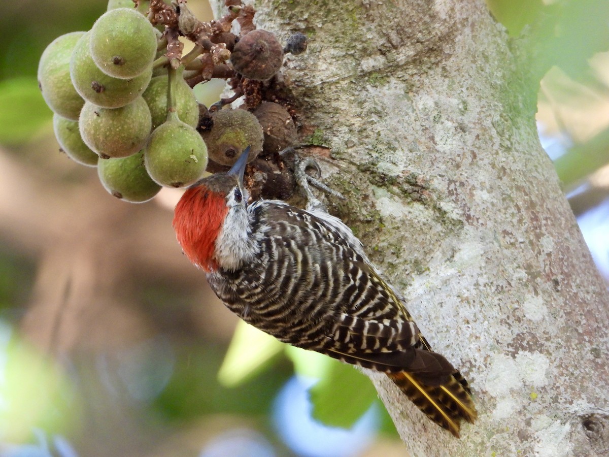 Cardinal Woodpecker - ML644690792