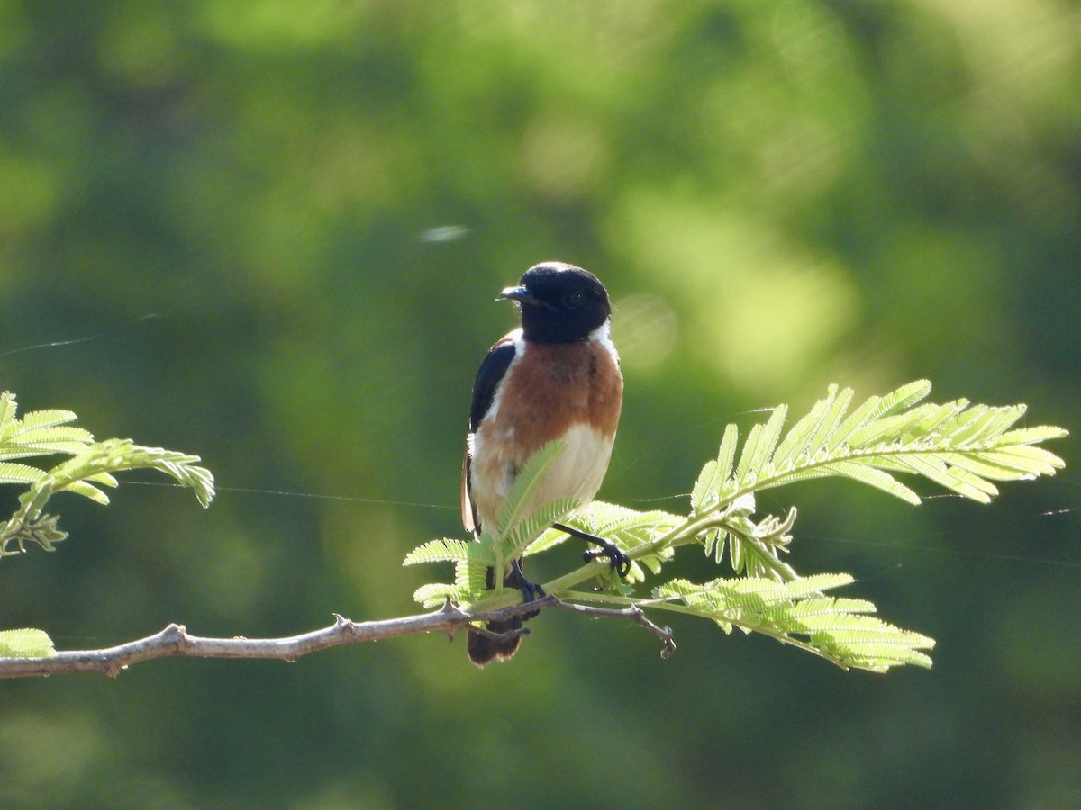 African Stonechat (African) - ML644690794