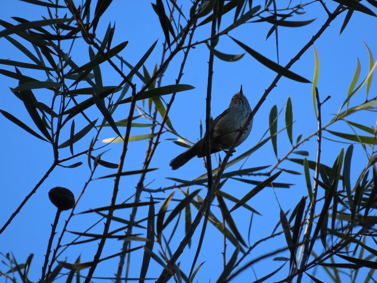 Brown Thornbill - ML644690799