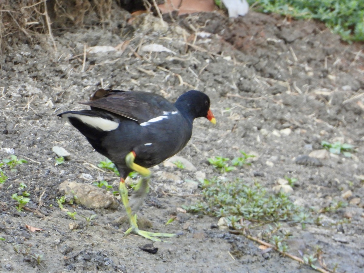 Eurasian Moorhen - ML644690800