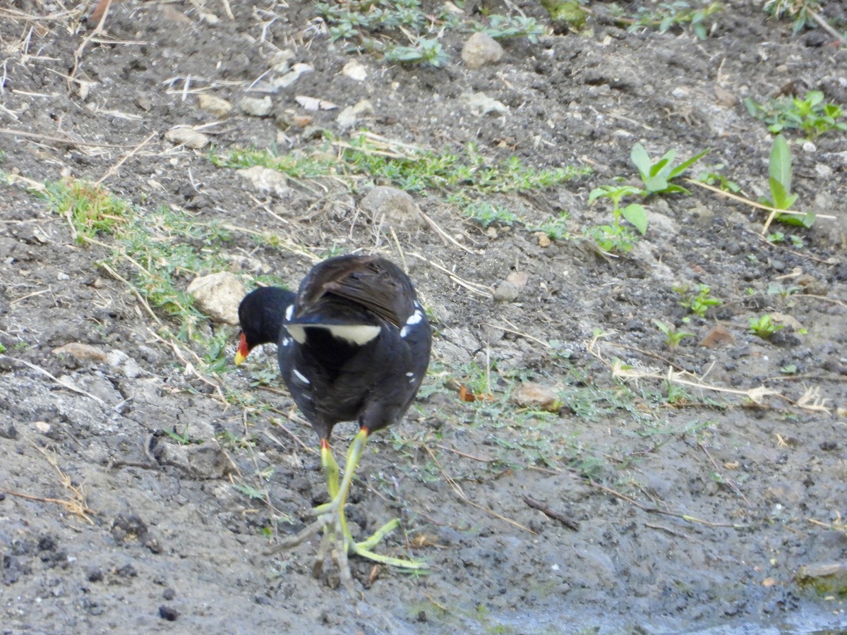 Eurasian Moorhen - ML644690801