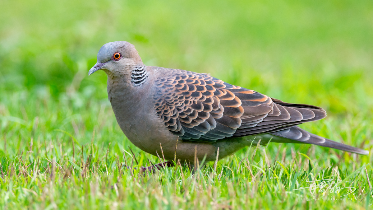 Горлиця велика - ML644690807