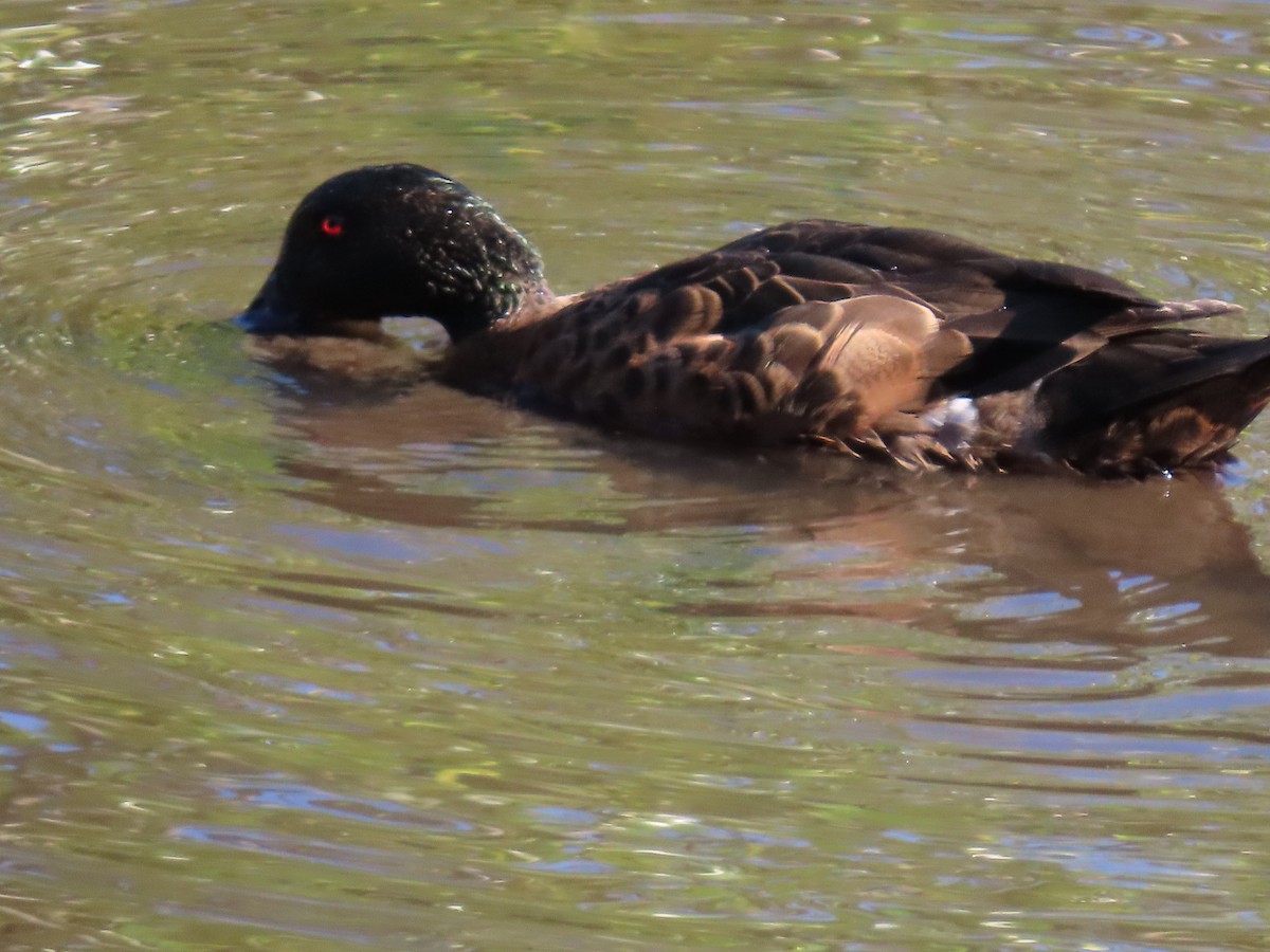 Chestnut Teal - ML644690810