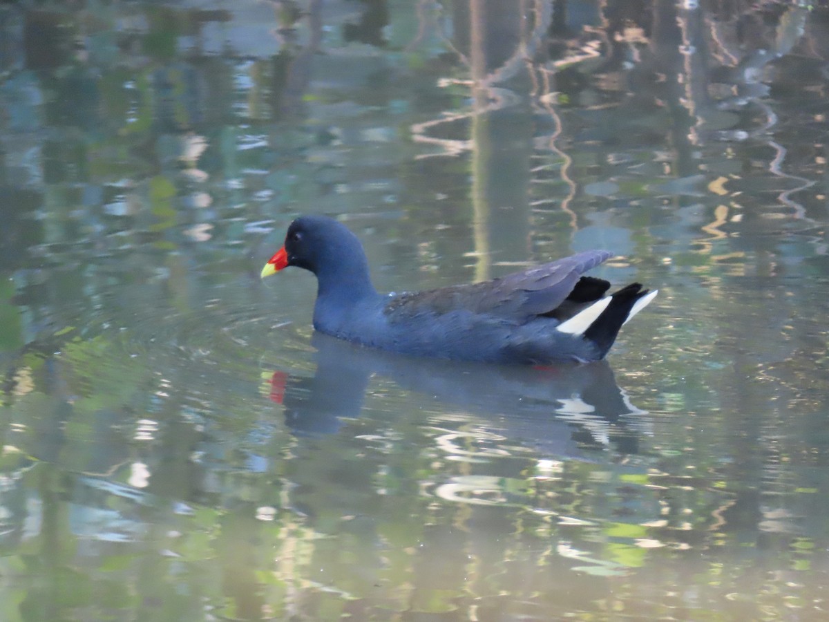 Dusky Moorhen - ML644690829