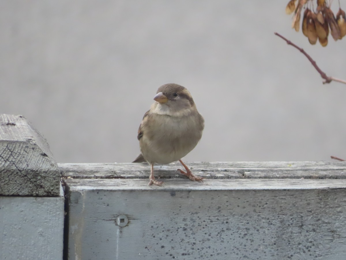 イエスズメ - ML644690830