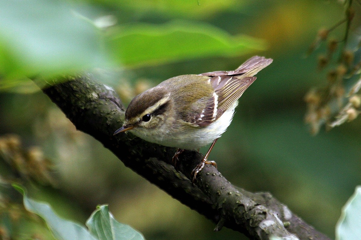 黃眉柳鶯 - ML644690831