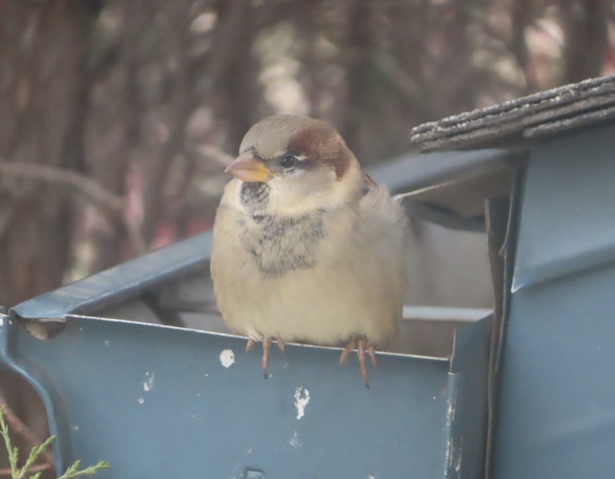 イエスズメ - ML644690833