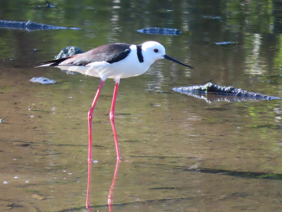 Pied Stilt - ML644690834