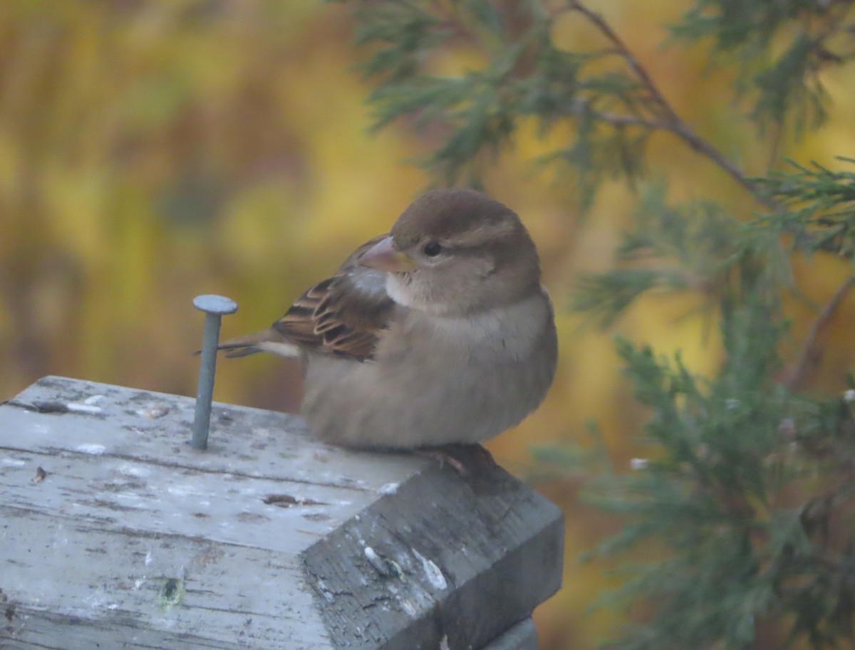 イエスズメ - ML644690837