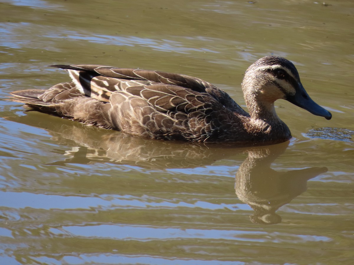 Pacific Black Duck - ML644690839