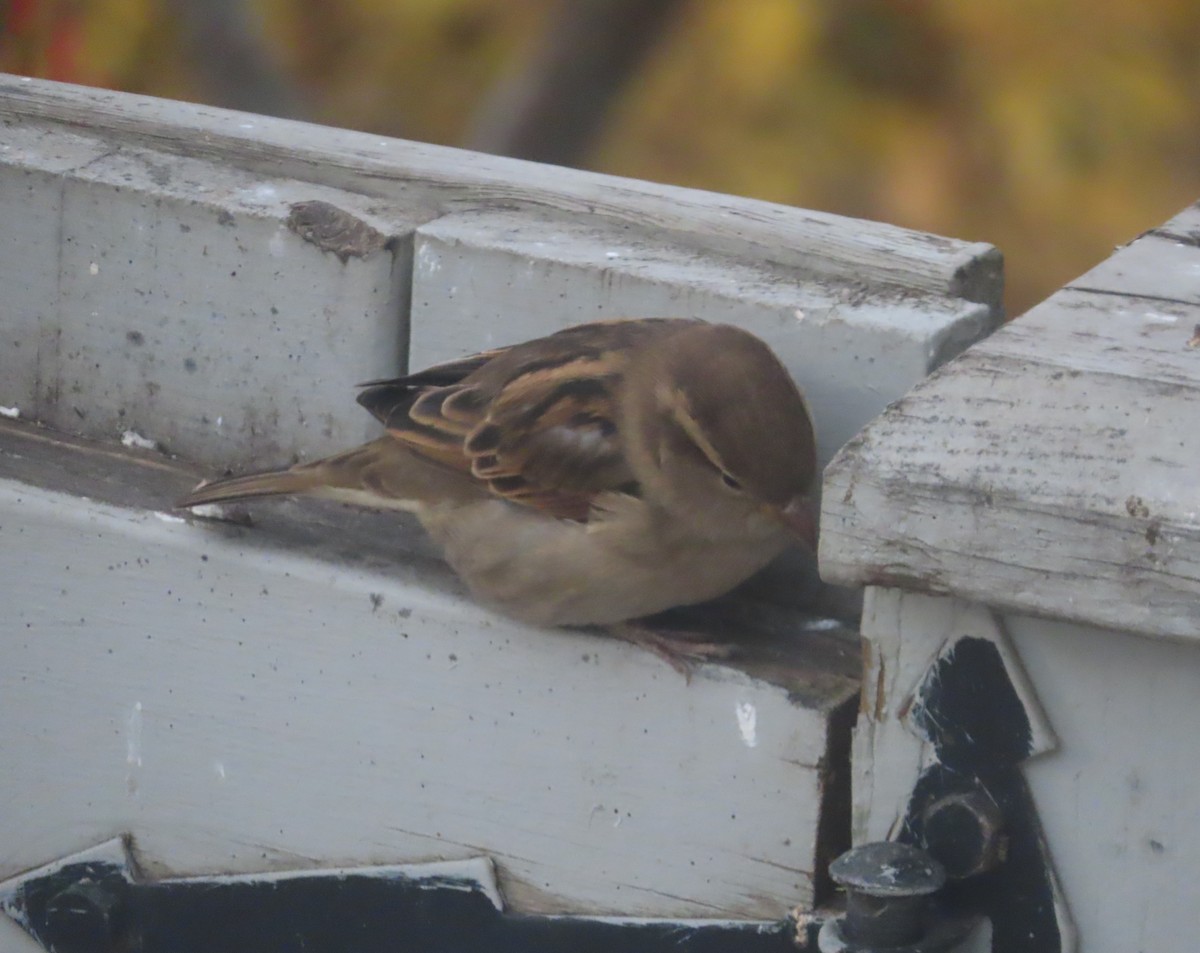 イエスズメ - ML644690840