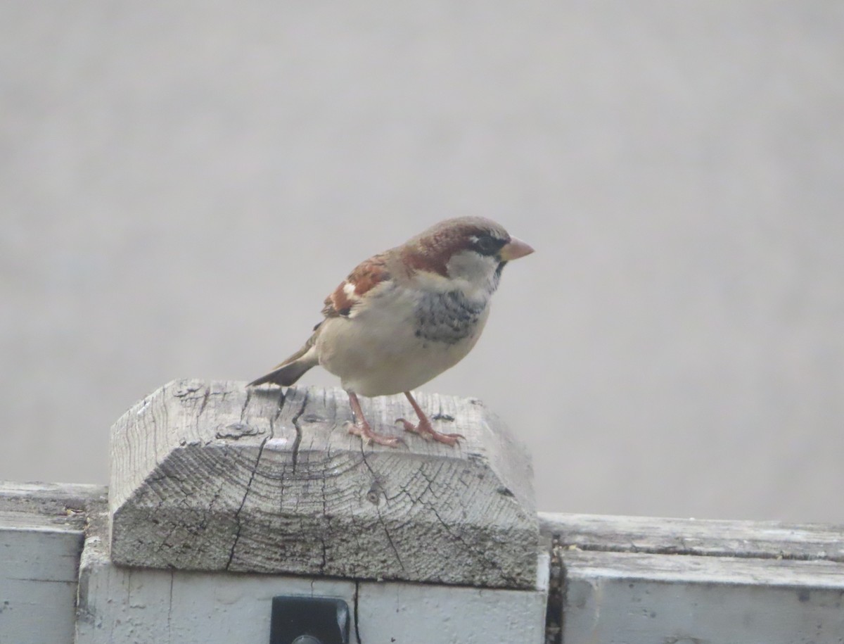 イエスズメ - ML644690841