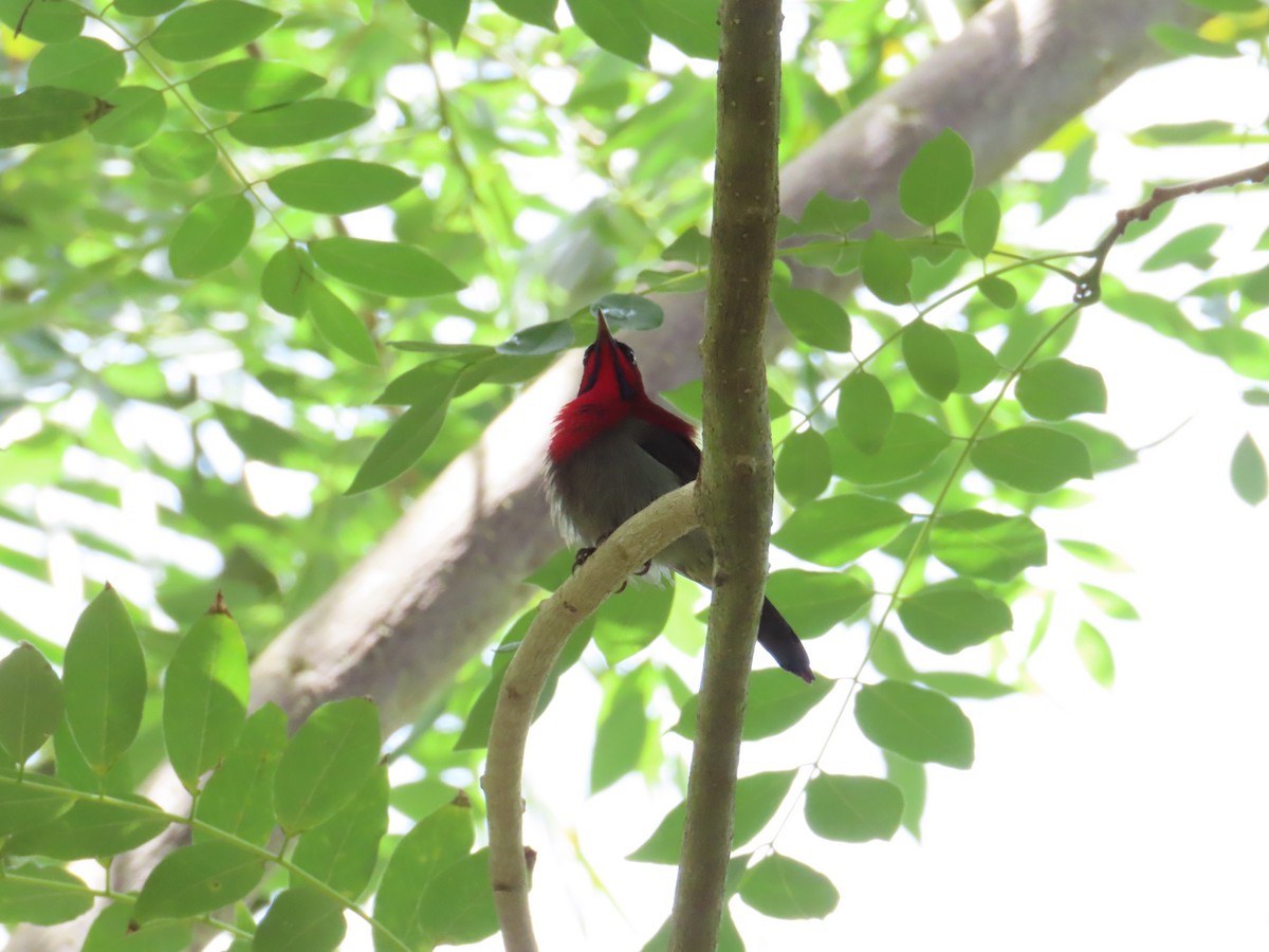 Karmesinnektarvogel - ML644690847