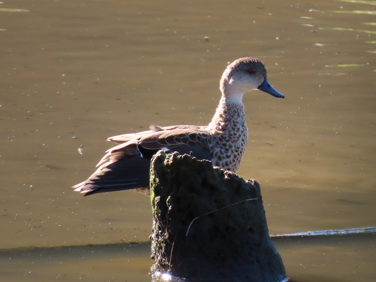 Gray Teal - ML644690849