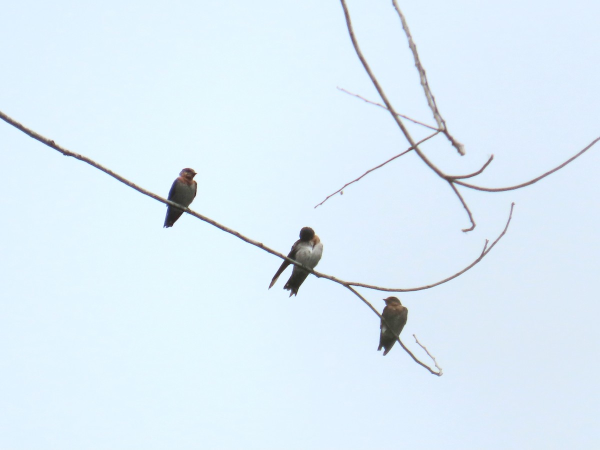 Pacific Swallow - ML644690853