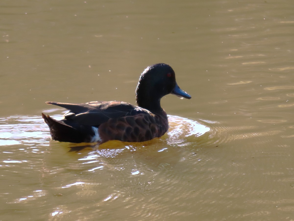 Chestnut Teal - ML644690854