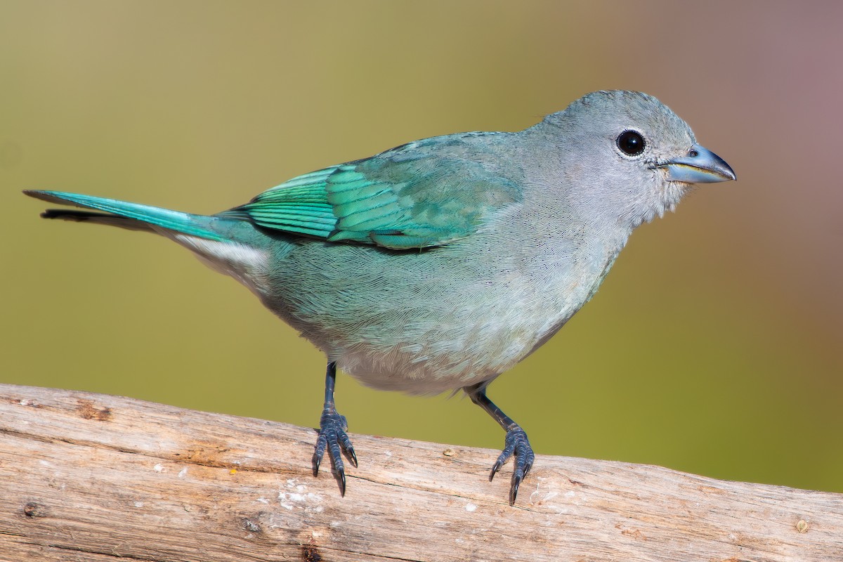 Sayaca Tanager - ML644690855