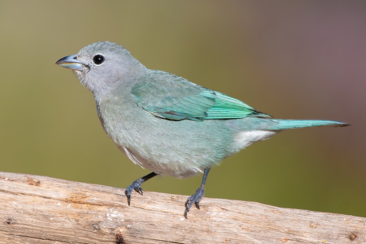 Sayaca Tanager - ML644690856
