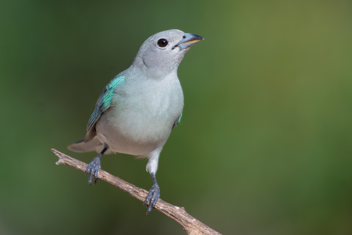 Sayaca Tanager - ML644690857