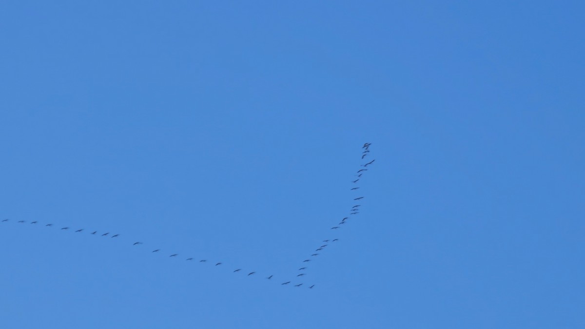 Common Crane - ML644690865