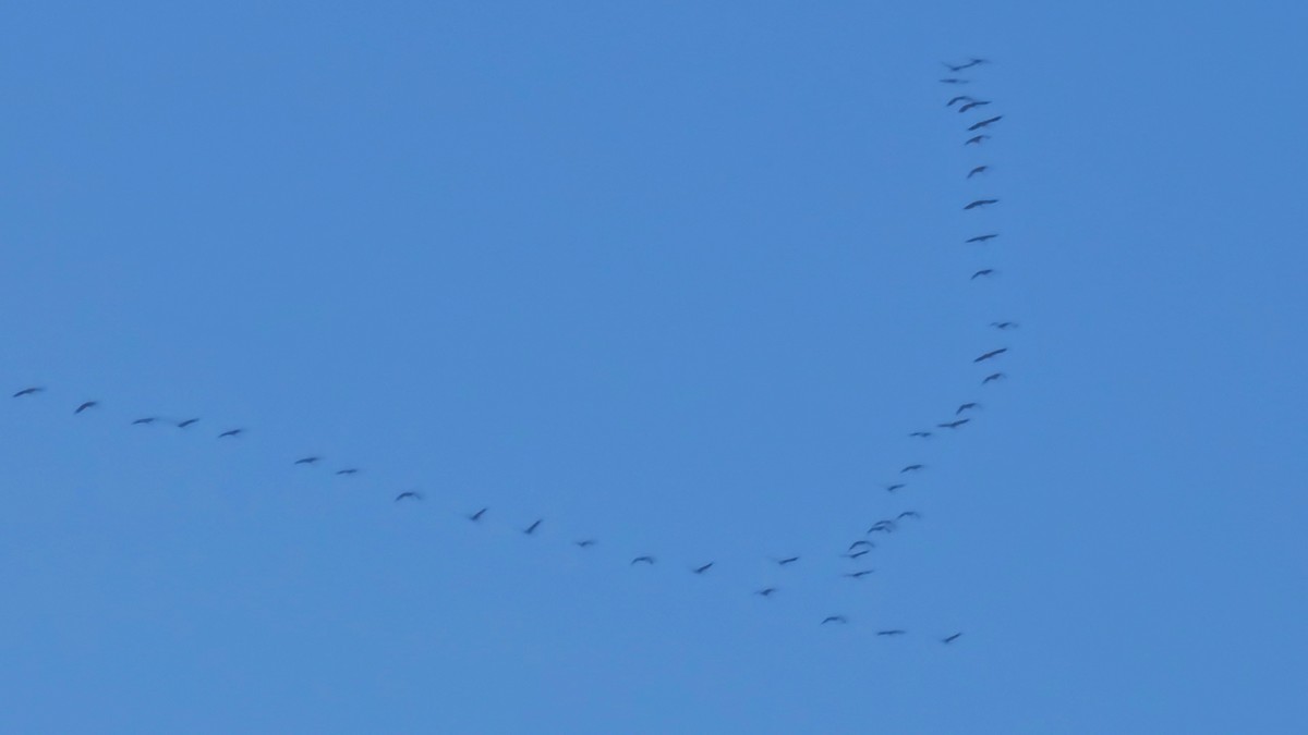 Common Crane - ML644690866