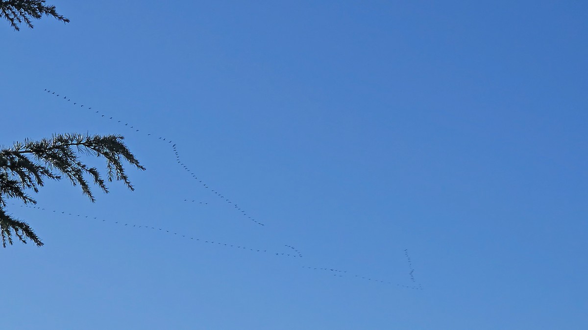 Common Crane - ML644690867