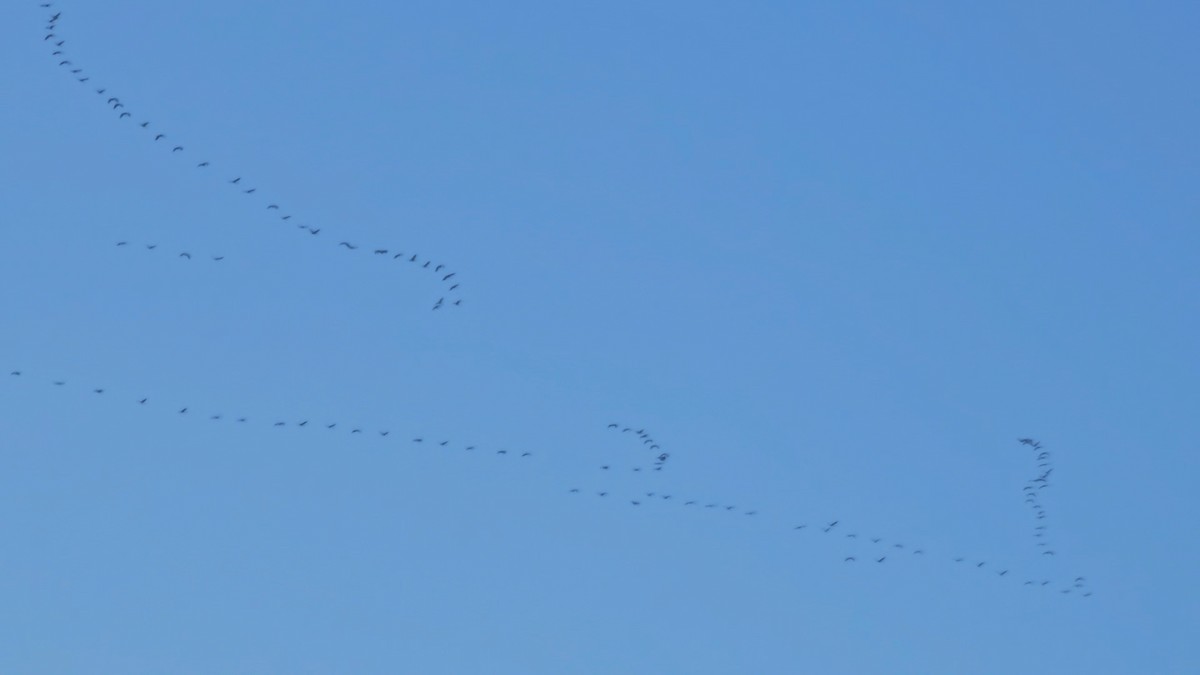 Common Crane - ML644690868