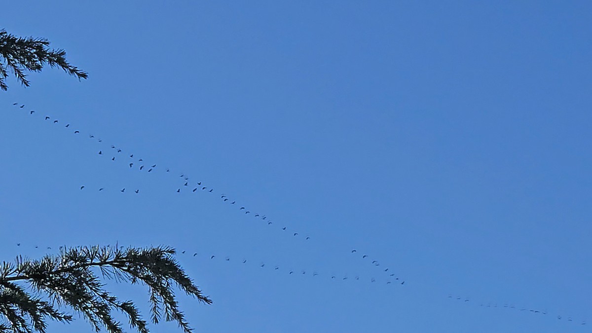 Common Crane - ML644690869