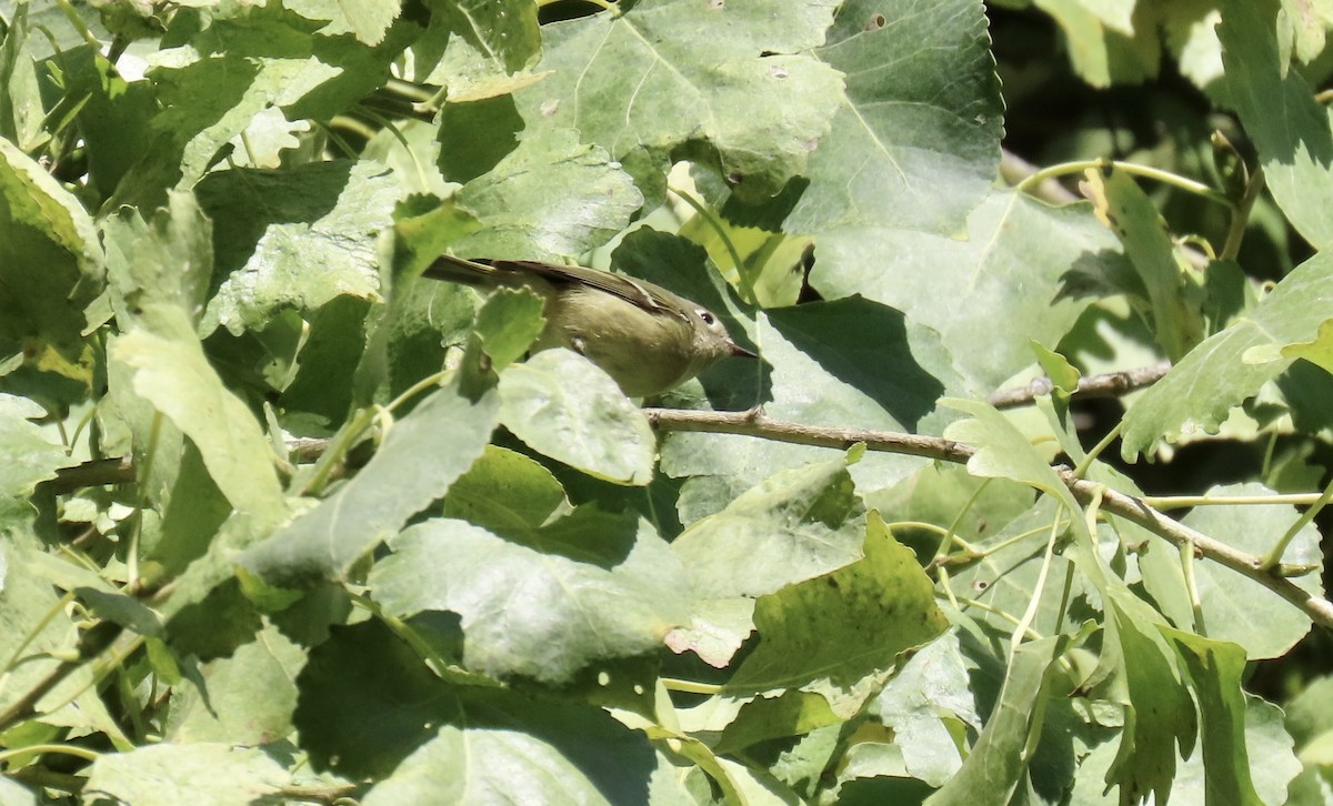 Ruby-crowned Kinglet - ML644690872
