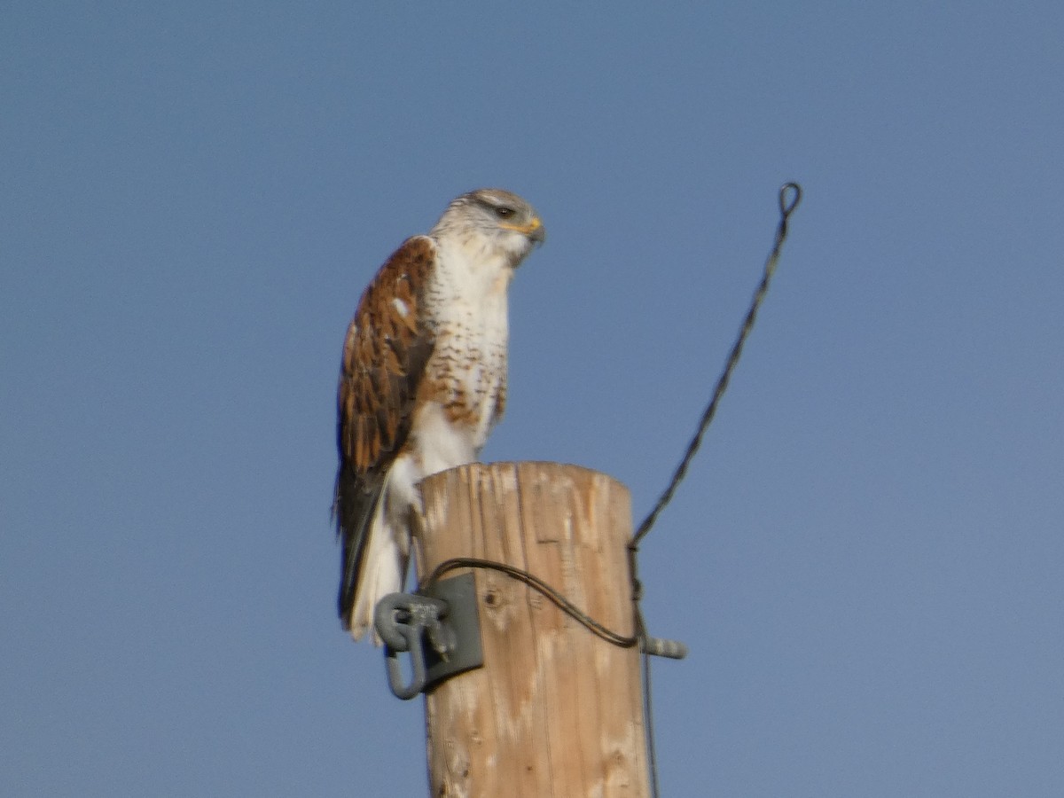 Ferruginous Hawk - ML644690874