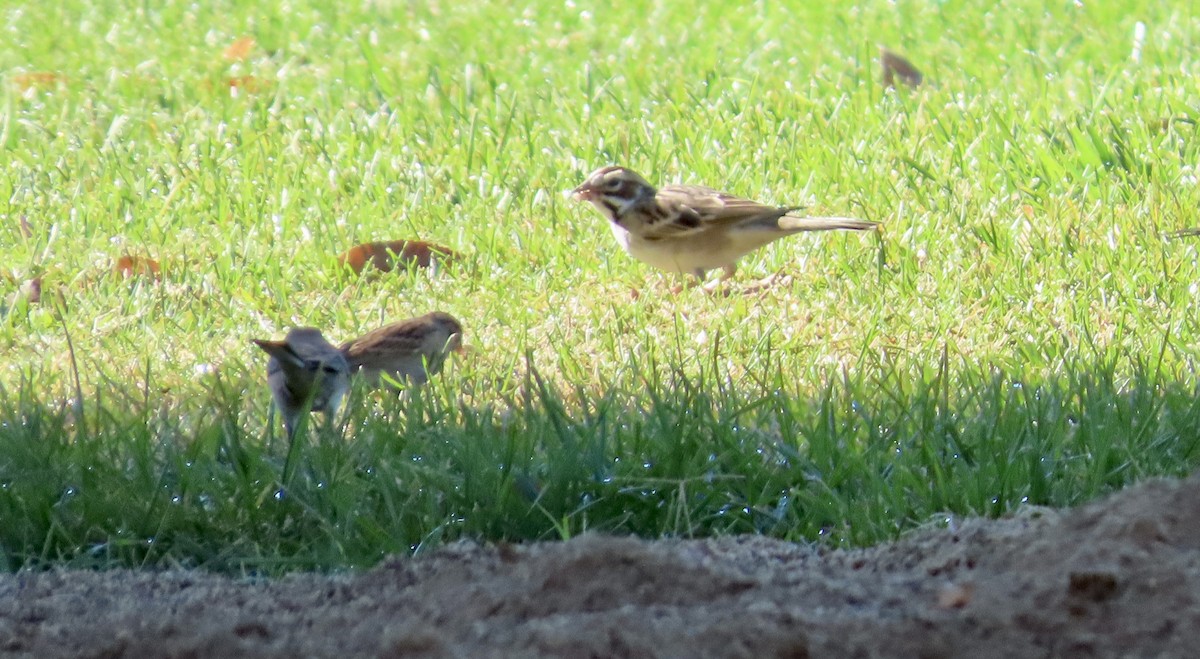 Lark Sparrow - ML644690878