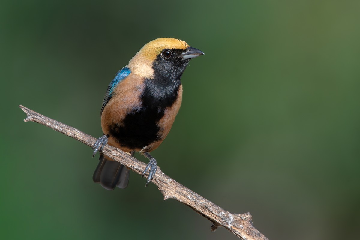 Burnished-buff Tanager (Stripe-bellied) - ML644690879