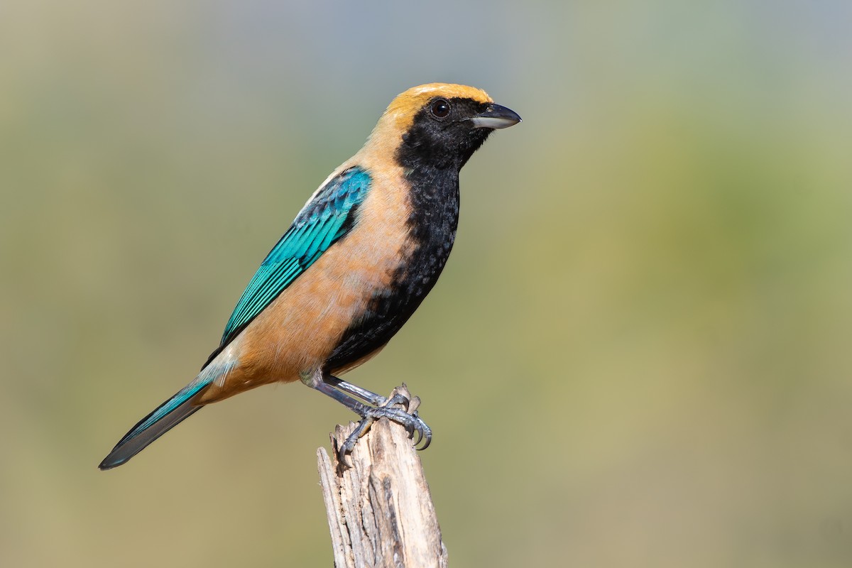Burnished-buff Tanager (Stripe-bellied) - ML644690881