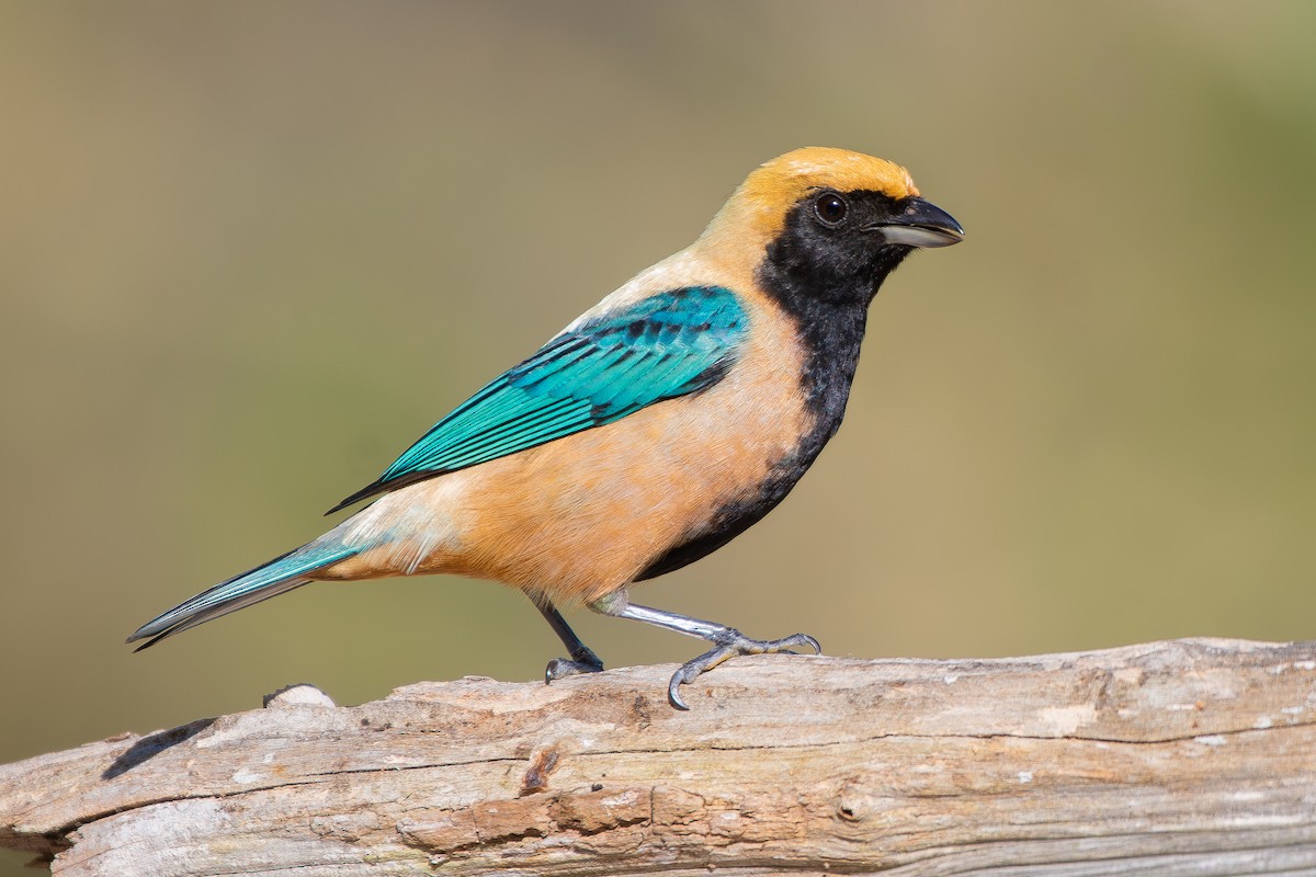 Burnished-buff Tanager (Stripe-bellied) - ML644690882