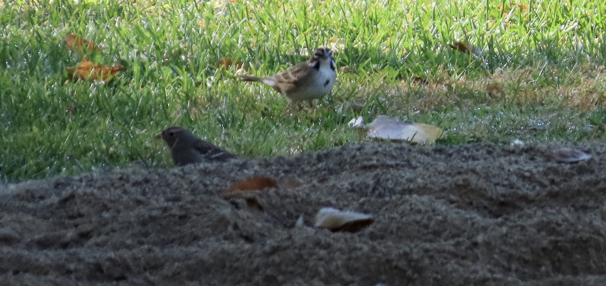 Lark Sparrow - ML644690884