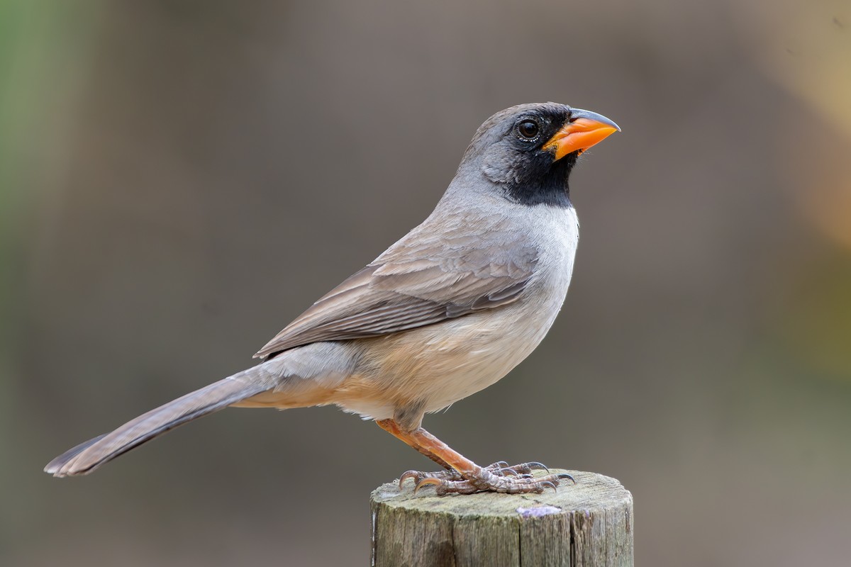 Black-throated Saltator - ML644690892