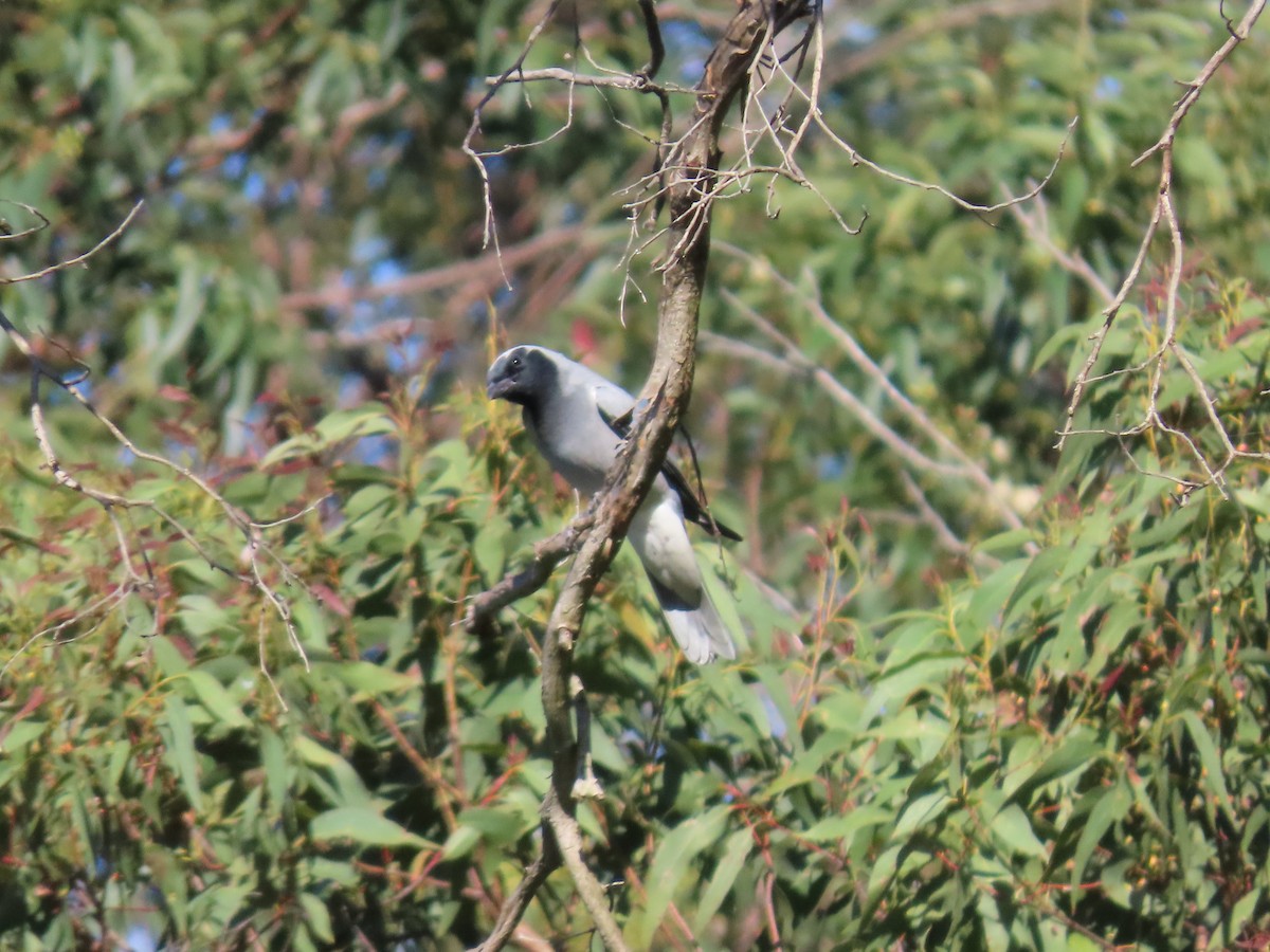 Black-faced Cuckooshrike - ML644690894