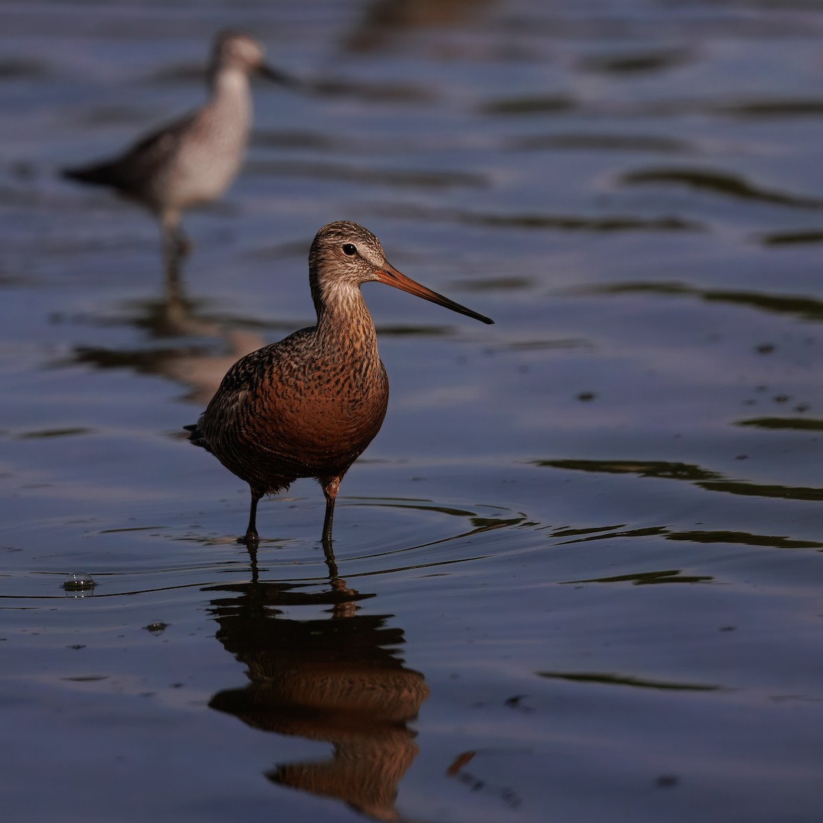 Hudsonian Godwit - ML644690895