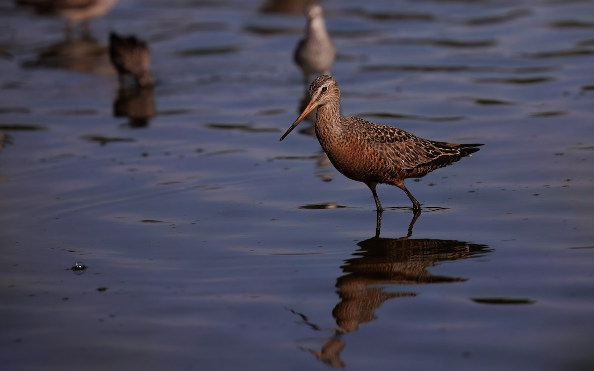 Hudsonian Godwit - ML644690896
