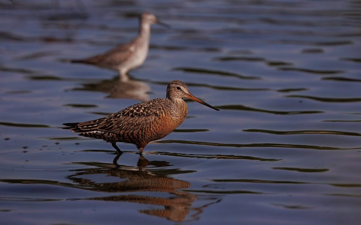 Hudsonian Godwit - ML644690897