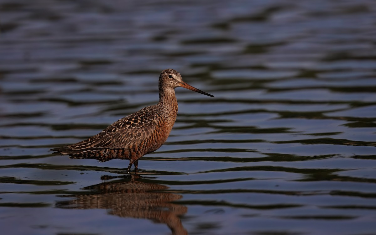 Hudsonian Godwit - ML644690898