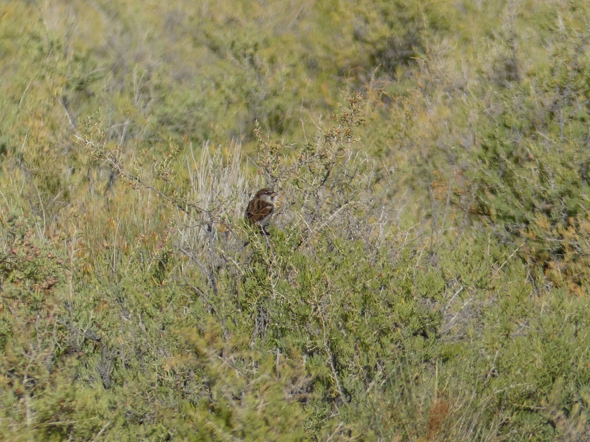 イエスズメ - ML644690901