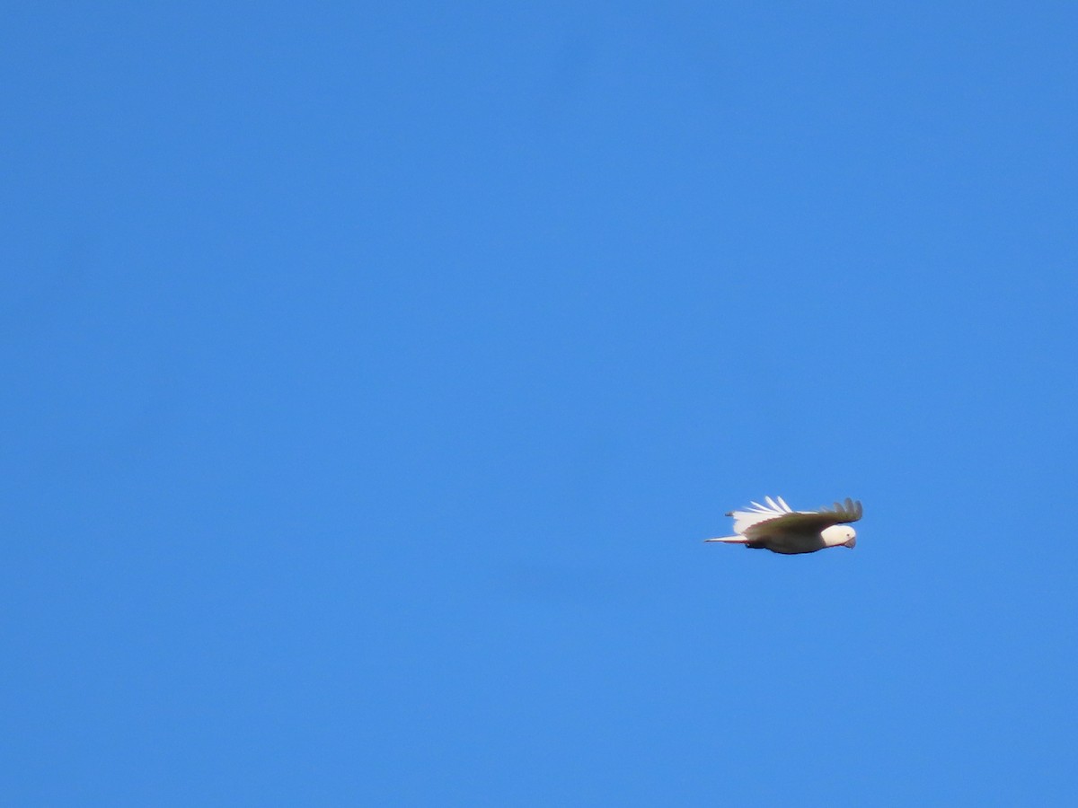 Sulphur-crested Cockatoo - ML644690903