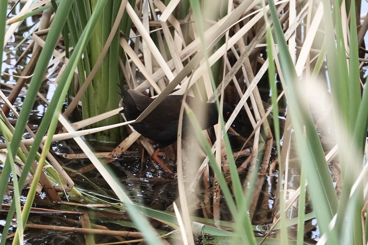 sotrikse - ML644690905