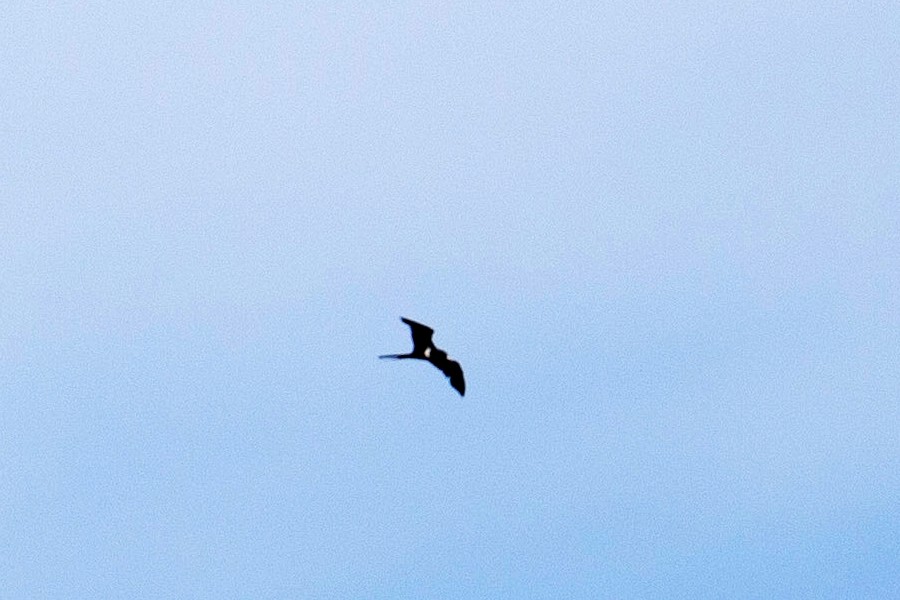 fregatka malá - ML644690914