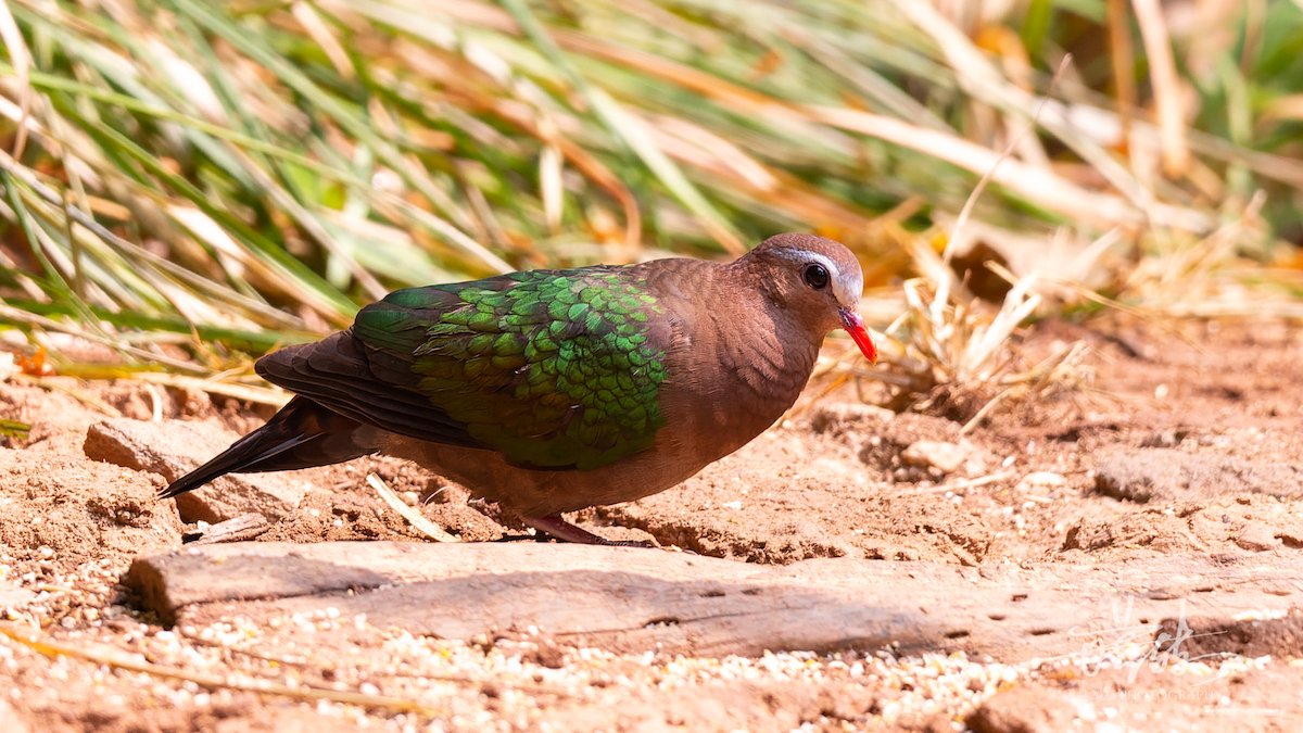 Голуб-зеленокрил індійський - ML644690916