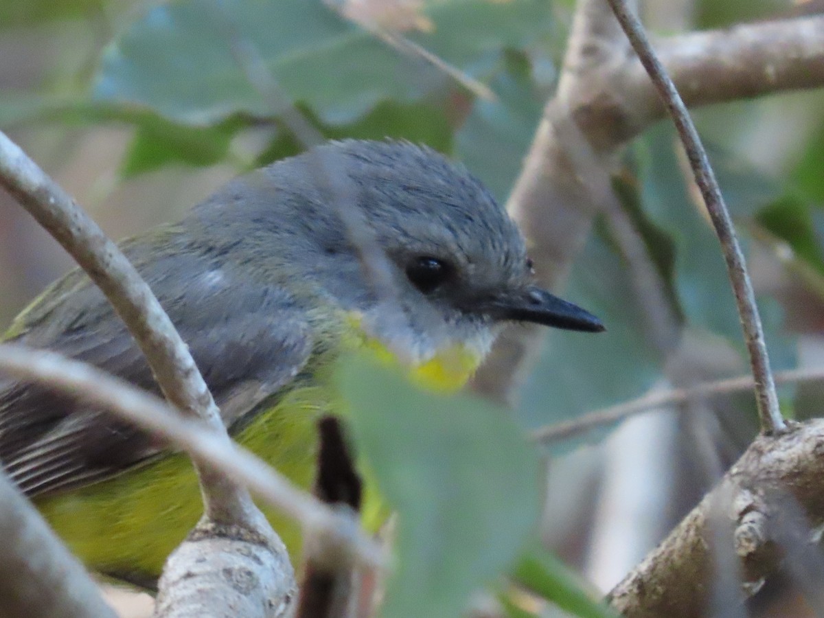 Eastern Yellow Robin - ML644690919